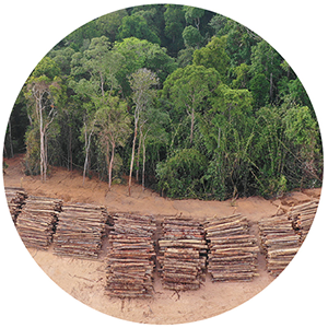 Logging stacks at the edge of lush forest land