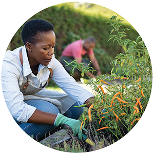 Farmers harvesting fruit and tending crops