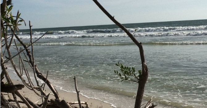 broken trees along beach