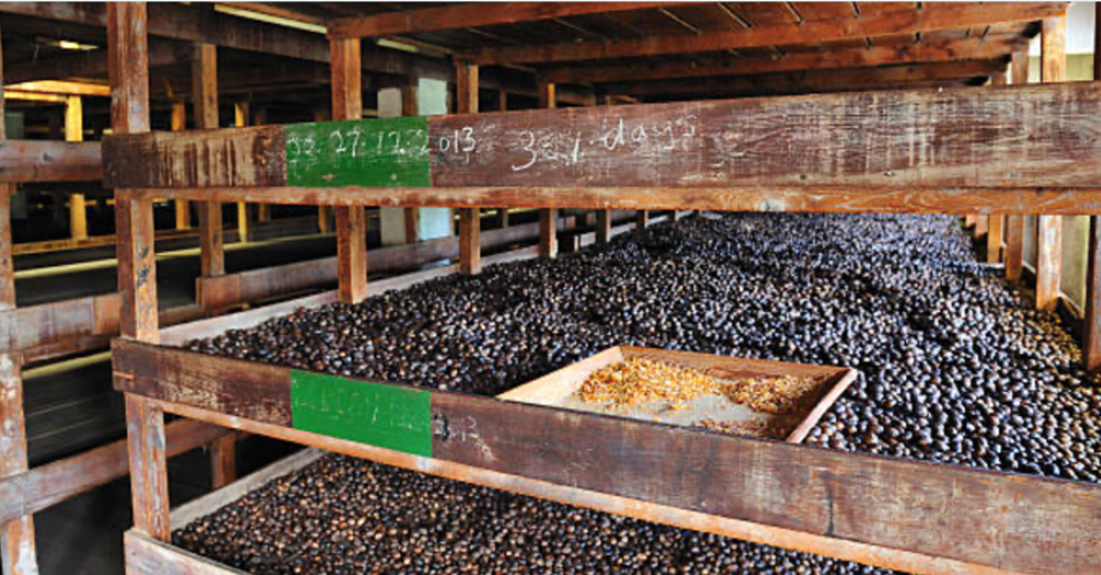 Nutmeg Factory in Gouyave Grenada 
