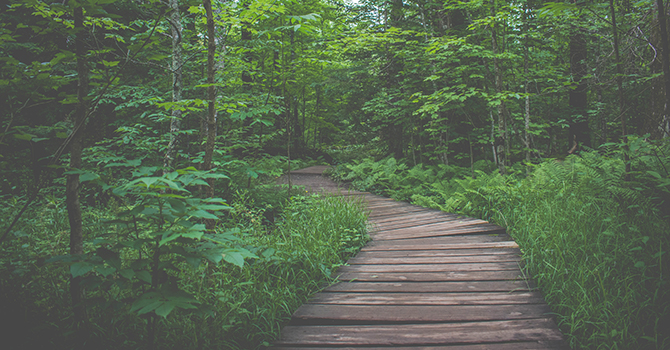 Wooden trail in the lush green forest.