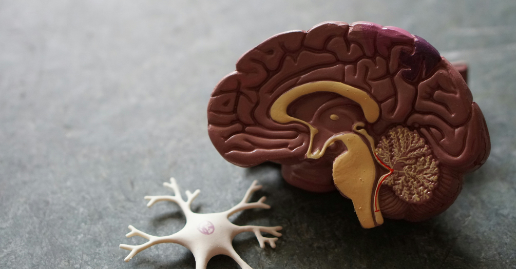 An anatomical model of a brain.