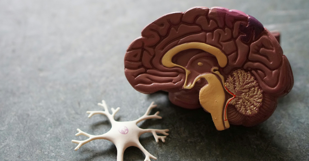 A medical model of a brain.