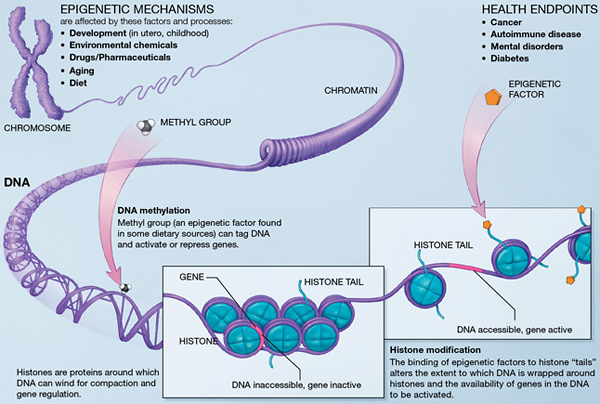 Epigenomics